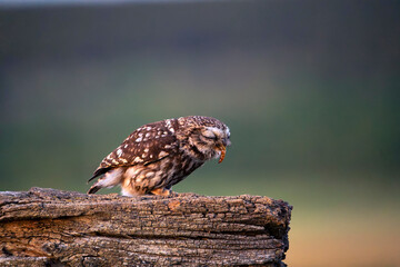 A little owl, Athene noctua perched on a wooden beam eating a tenebrio.