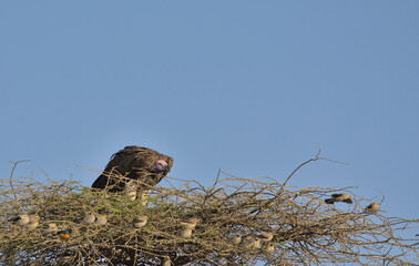 lappet-faced vulture perched high on an acacia tree alert and searching for prey in the wild serengeti national park, tanzania