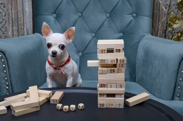 Chihuahua dog plays a board game in which the goal is to build a pyramid of wooden blocks.