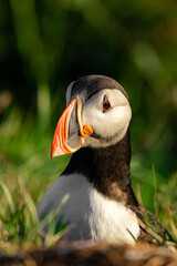 Naklejka premium puffin