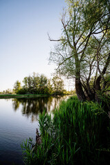 Obraz premium a blue lake at dawn with green reeds and a tree on the shore