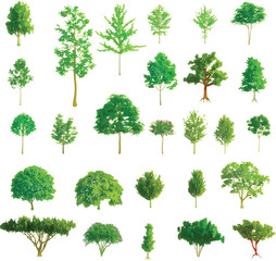 Colorful Tree Set on White Background - Vector EPS