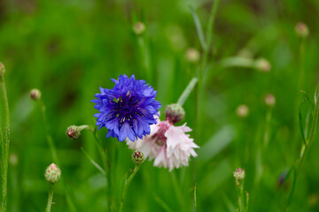 closeup of a brightly colored cornflower