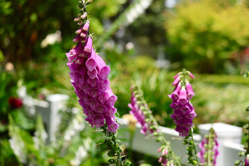 fuchsia Cockershells in the flower garden
