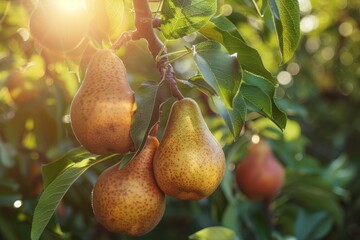 Ripe pear hanging on tree in sunny orchard, fresh organic fruit in harvest garden on a beautiful day