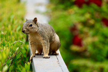 curious squirrel in the park