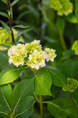 Close up of flowers in the backyard.