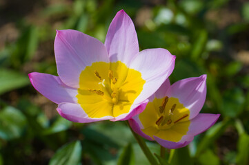 Tulpe (lat.: Tulipa)