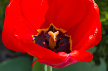 Roto Tulpe (lat.: Tulipa) - Nahaufnahme