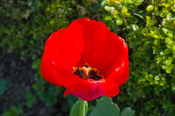 Rote Tulpe (lat.: Tulipa)