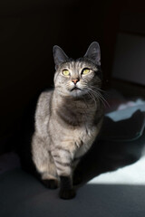 Fototapeta premium portrait of a cat