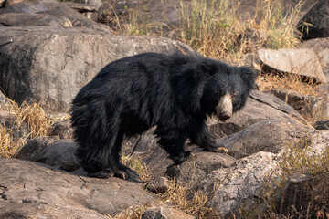 sloth bear (Melursus ursinus), also known as the Indian bear.