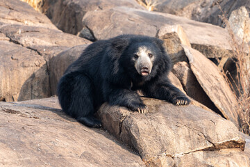 sloth bear (Melursus ursinus), also known as the Indian bear.
