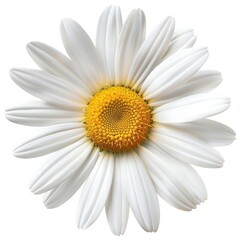 Fototapeta premium White Daisy Isolated on White Background. High-Resolution Floral Photography