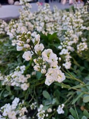 white lilac flowers