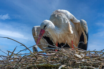 Storch mit Jungen im Nest