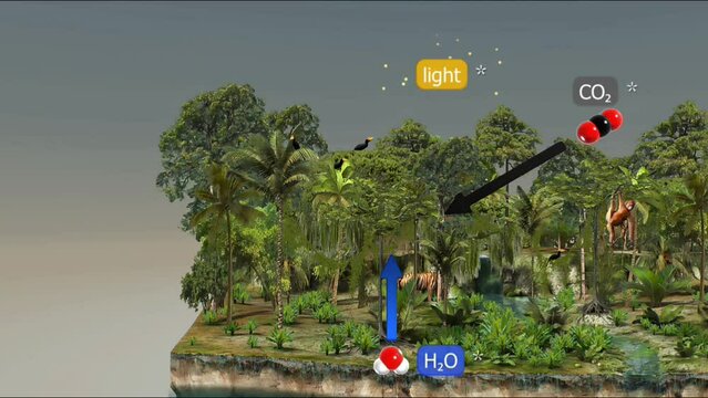 Process of photosynthesis