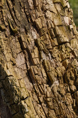The trunk of an old rotting tree. The texture of old wood. Spring.