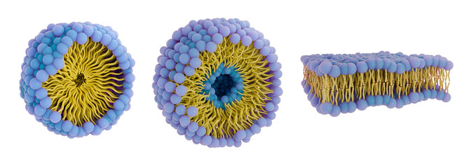 3d illustration of different phospholipid structures. Phospholipids have a hydrophilic head and hydrophobic tails. From left to right: micelle, liposome, lipid bilayer.