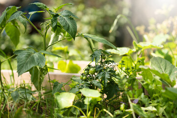 Homegrown tomatoes on a rural organic farm