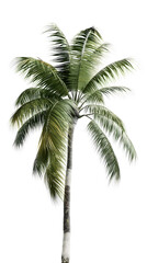 Single Palm Tree Isolated on White Background with Copy Space