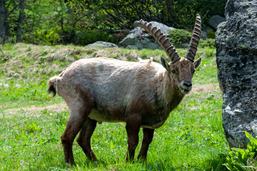 Stambecco 