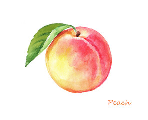 Peach, watercolor  hand drawn  illustration  of peaches ,fruit ,peach branch, fruits on a transparent background, dessert, sweet  food 