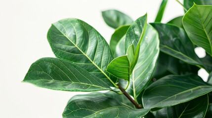 Obraz premium a magnolia tree with large leaves, isolated on a white background