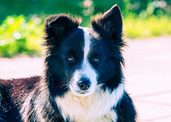 border collie dog