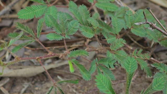  Mimosa pudica