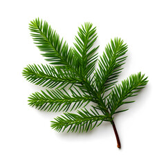 Fresh Green Fir Branch Isolated on a White Background
