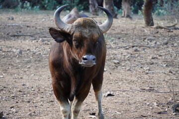 Indian Gaur, Bison, Buffalo grazing in the muddy outdoor field at summer season. Dangerous animal...