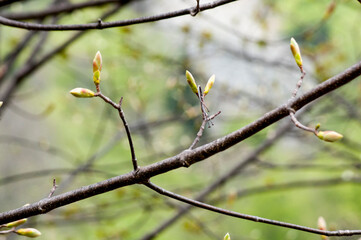 Piante e Germogli