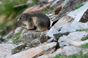 Marmotta