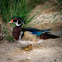 Close up of a wood duck on land