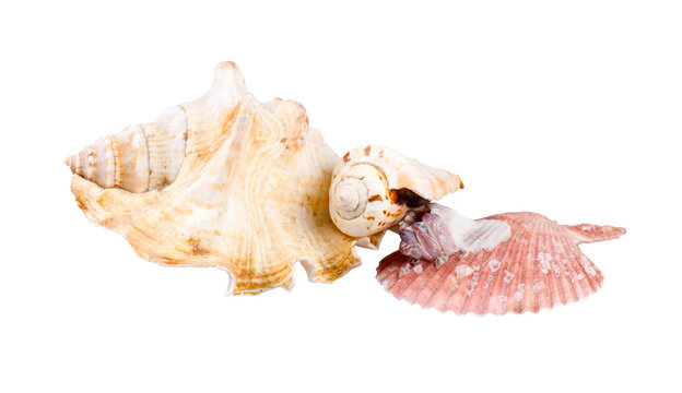 sea shells isolated on white or transparent background