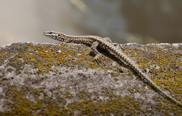 Lizard on a rock with moss outdoors in nature