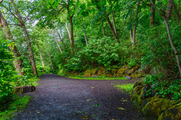 Fototapeta premium Trail At Burien Park