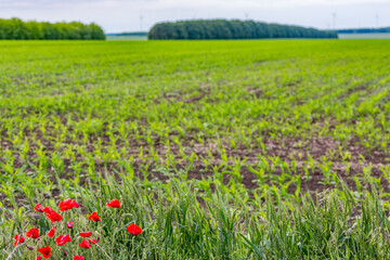 Fresh green spring field with poppies, Northern Bulgaria, EU, Europe