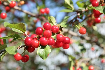 Cherry tree with ripe red berries outdoors, closeup