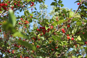 Cherry tree with ripe red berries outdoors