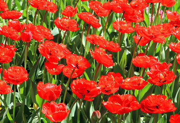 red tulips in the garden