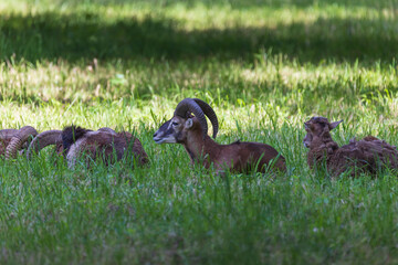 A herd of Mouflon - Ovis musimon and are on a meadow in the grass