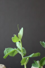 Green pea sprouts thrive in a natural, biodegradable eggshell planter against a dark background, symbolizing sustainable planting and growth