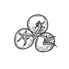 Top view tomatoes bunch line drawing vector illustration.