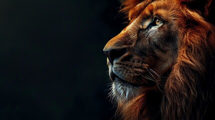 Naklejka premium A majestic lion with a thick mane stares intently into the distance, its gaze filled with power and focus. The dark background emphasizes the animal's strength and presence.