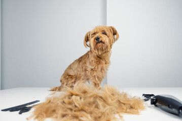 A golden adult terrier sitting on the table of a hairdresser saloon There is a pile of cut hair on the table and pet care equipment as razor, scissors and brush