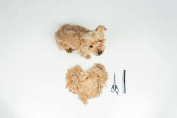 overhead top view of a small dog with freshly cut hair on a white table. Next to him is a large heart made from his cut hair and dog grooming tools such as a comb and scissors.