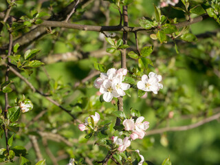 blossoming apple tree