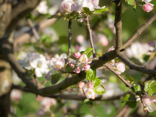 apple tree in spring closeup